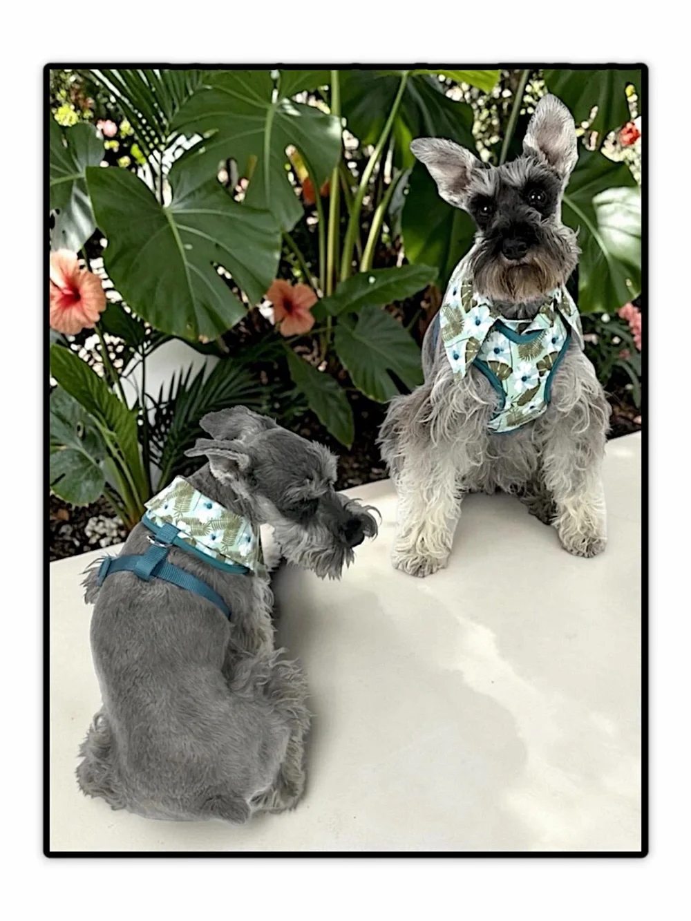Vibrant Life Dog Hawaiian Shirt Harness